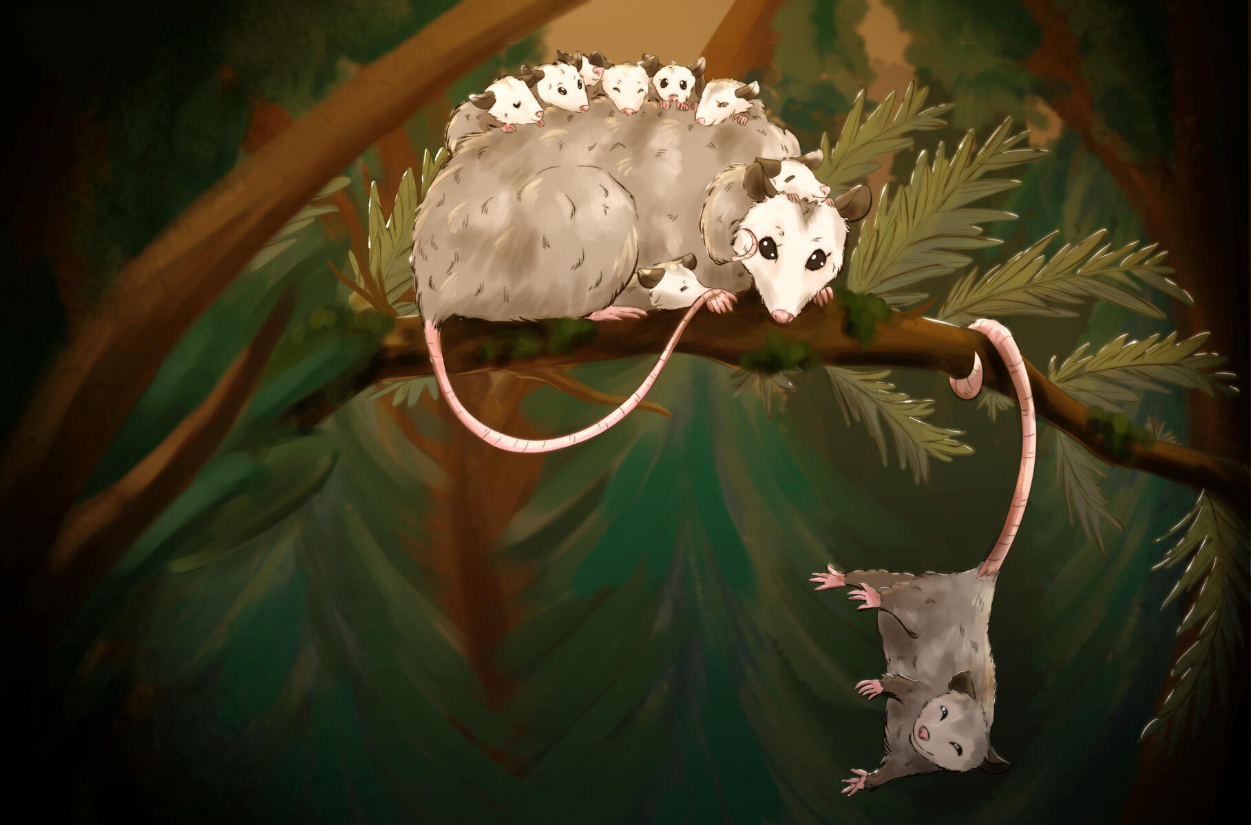 Opossum Family
